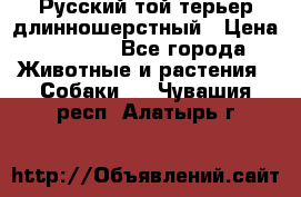 Русский той-терьер длинношерстный › Цена ­ 7 000 - Все города Животные и растения » Собаки   . Чувашия респ.,Алатырь г.